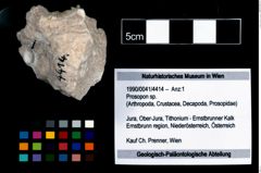 Foto (Objekt + Etikett) von Prosopon sp.  (NHMW-GEO-1990-0041-4414)